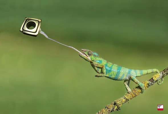 Bild: Stärke zeigen am Ende der Nahrungskette