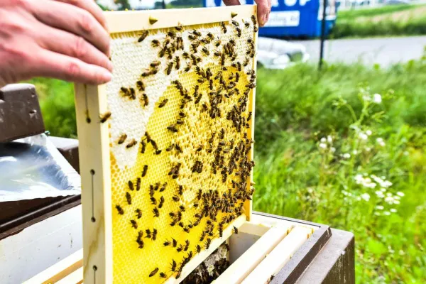 Bild: B+S und animonda engagieren sich für den Bienenschutz