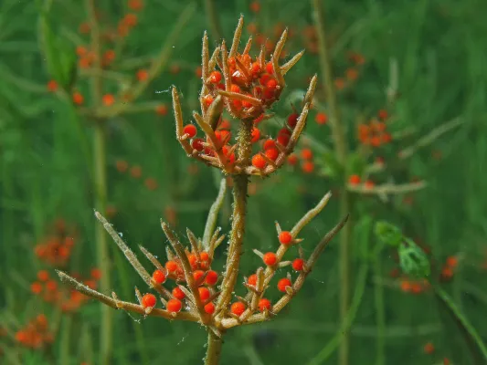 Bild: Armleuchter, Frauenmantel und Co.: Standardwerk hilft bei der Bestimmung von Pflanzen in Deutschland 
