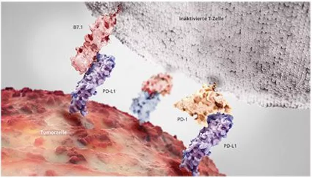 Bild: Immuntherapie bei Krebs - Bluttest könnte neue Therapie begünstigen