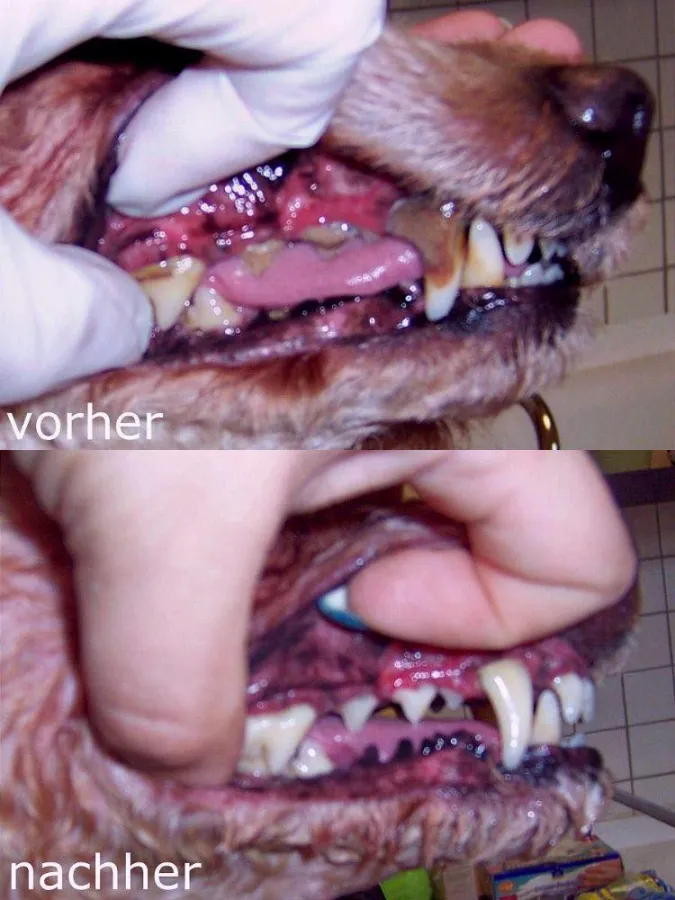 Ein Hundegebiss vor und nach der Ultraschall-Zahnsteinbehandlung im Hundesalon FREI SCHNAUZE.
