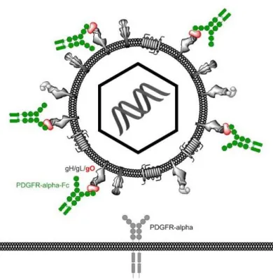 Bild: Schonende Behandlungsmethode: Körpereigene Eiweißmoleküle als Hemmstoffe gegen das Cytomegalovirus