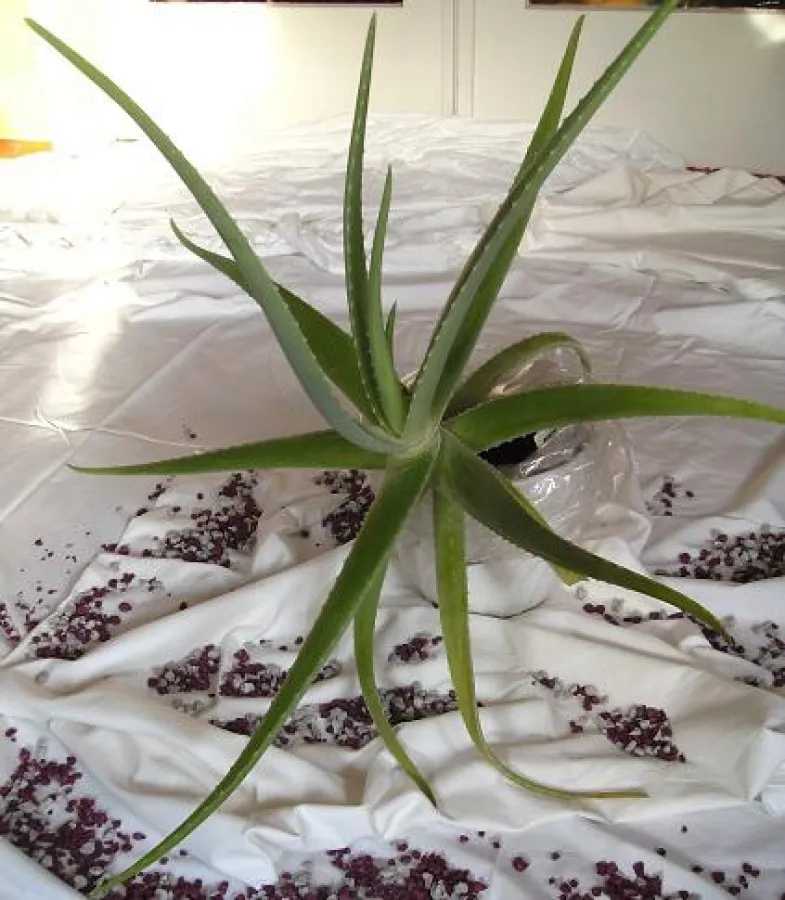 Aloe Vera - Gesundheit und Heilung seit 6000 Jahren