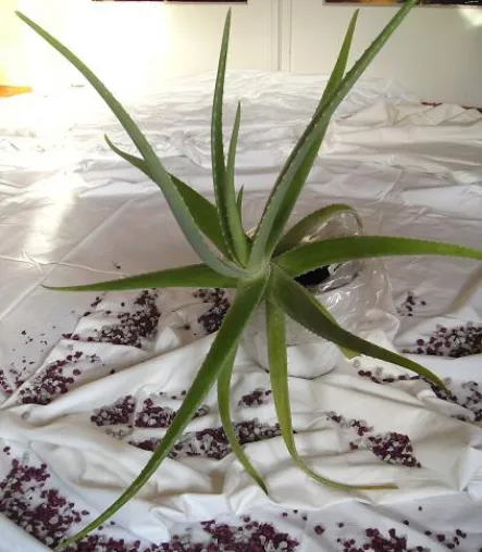Bild: Aloe Vera: Gesundheit und Heilung seit 6000 Jahren