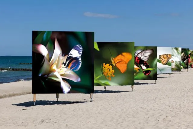 Umweltfotofestival Horizonte Zingst stellt Großformatdrucke direkt an den Strand der Ostseeküste Bild: Umweltfotofestival Horizonte Zingst stellt Großformatdrucke direkt an den Strand der Ostseeküste