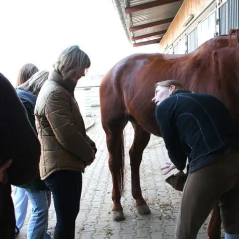 Bild: 6 Erwachsene entdecken im Schnupperkurs den Partner Pferd