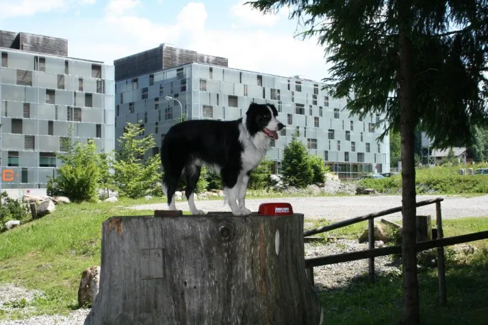 Bild: DOG HOLIDAYS: Aktiv-Urlaub mit dem besten Freund des Menschen