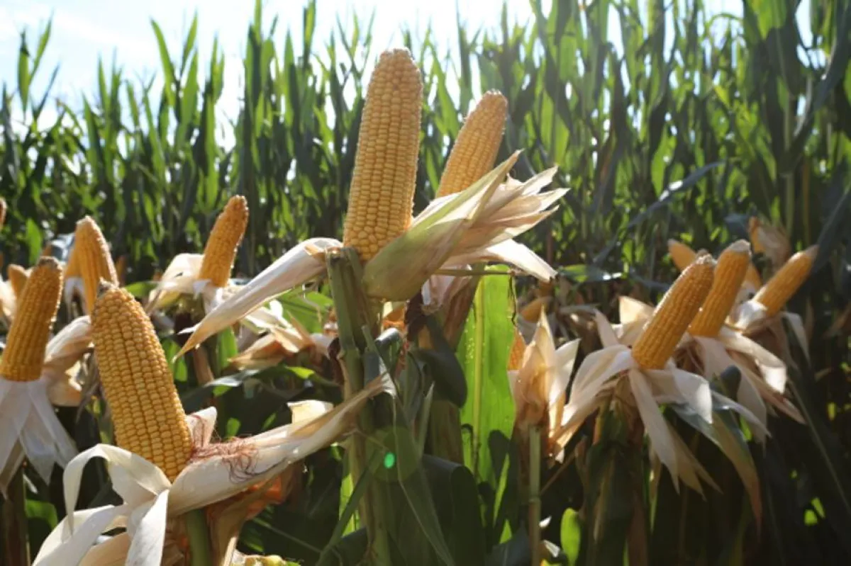 Tiberius ist ein kolbenbetonter, kompakter Doppelnutzungstyp