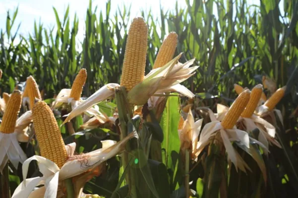 Bild: Interessante Neuzulassungen im Mais