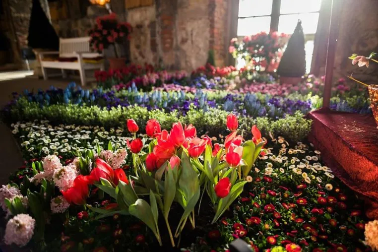 Dresdner Frühling im Palais: Letzte Vorbereitungen für die Blütenpracht Bild: Dresdner Frühling im Palais: Letzte Vorbereitungen für die Blütenpracht