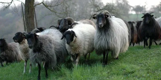 Bild: Schafwoll-Pellets - woher kommen die eigentlich?