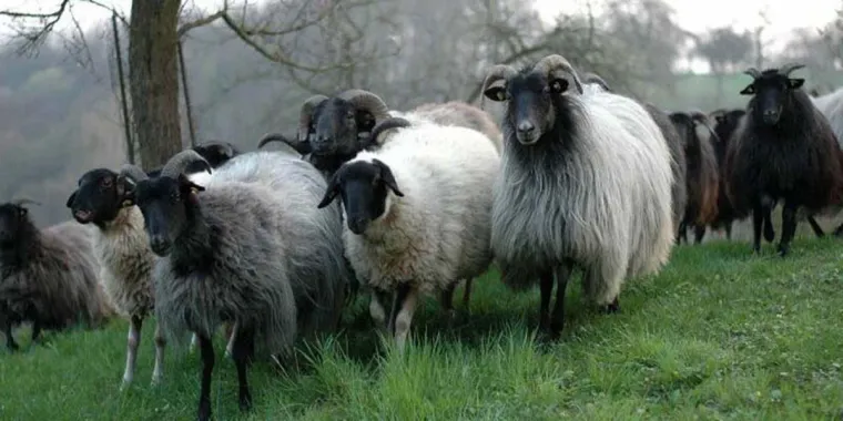 Schafwoll-Pellets - woher kommen die eigentlich? Bild: Schafwoll-Pellets - woher kommen die eigentlich?