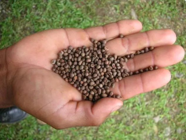 Bild: Baumsamen-Verkauf bringt frühere und höhere Erträge