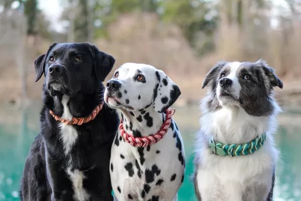 Fettledersets für Hunde in vier frischen Frühlingsfarben Bild: Fettledersets für Hunde in vier frischen Frühlingsfarben