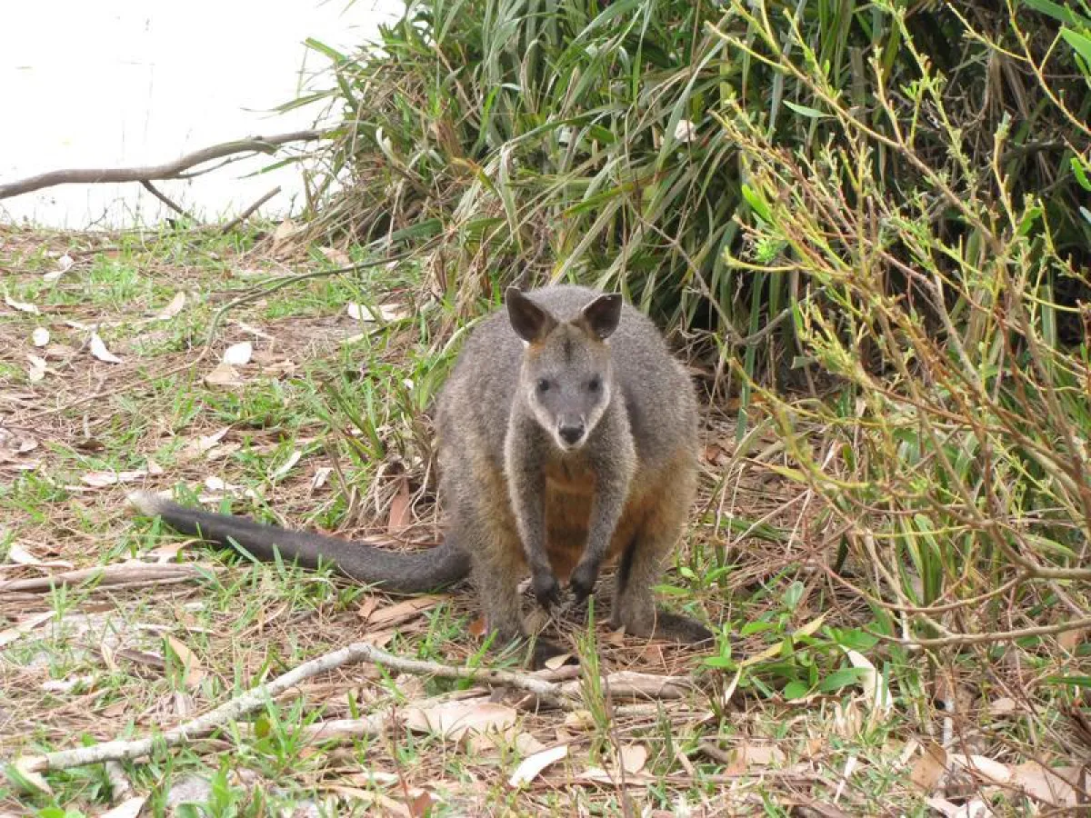 Das Sumpf-Wallaby (Wallabia bicolor) ist näher mit den restlichen Wallaby-Arten, Riesen-Kängurus und Berg-Kängurus verwandt als bisher angenommen.  (Copyright: Queensland University of Technology, Mat