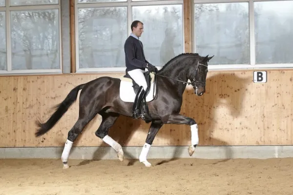 Bild: Fohlenschau in Hünxe