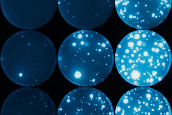 Kein Gen ist eine Insel Bild: Kein Gen ist eine Insel