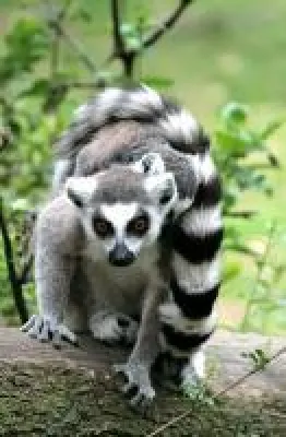 Bild: Madagaskar - Heimat der Lemuren, Chamäleons und Baobabs