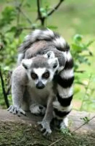 Bild: Madagaskar - Heimat der Lemuren, Chamäleons und Baobabs