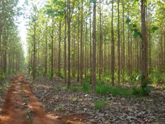 Bild: Novum bei Edelholz-Investments: ShareWood bietet Teak-Anlage mit zehn Jahren Laufzeit und 14 Prozent Rendite