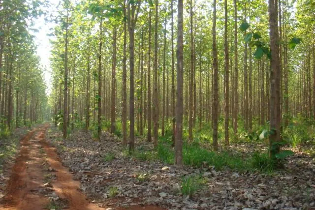 Novum bei Edelholz-Investments: ShareWood bietet Teak-Anlage mit zehn Jahren Laufzeit und 14 Prozent Rendite Bild: Novum bei Edelholz-Investments: ShareWood bietet Teak-Anlage mit zehn Jahren Laufzeit und 14 Prozent Rendite