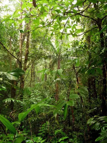 Bild: Wert des Waldes – 3sat Sendung makro mit Interview Harry Assenmacher von ForestFinance