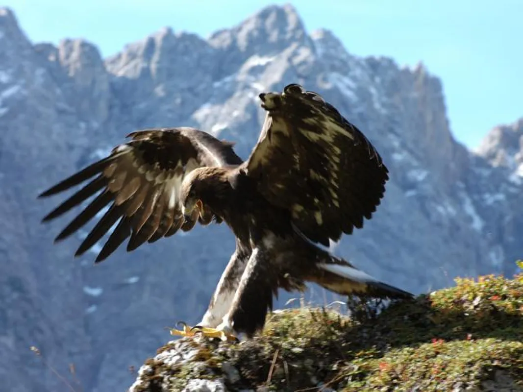 Steinadler in der Region Hall-Wattens