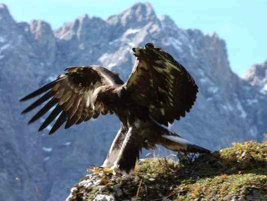 Bild: Nature Watch im Alpenpark Karwendel - Alpine Wildnis hautnah