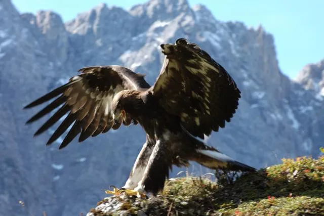 Bild: Nature Watch im Alpenpark Karwendel - Alpine Wildnis hautnah