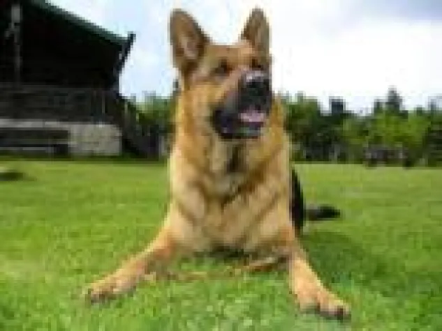 Bild: Spiel und Spaß Urlaub für Hund und Frauchen in Deutschland