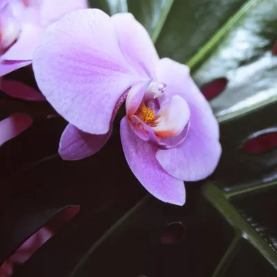 Bild: Exotischer Blütentraum im März - 21. Internationale Orchideenschau in Bad Salzuflen