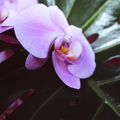 Bild: Exotischer Blütentraum im März - 21. Internationale Orchideenschau in Bad Salzuflen