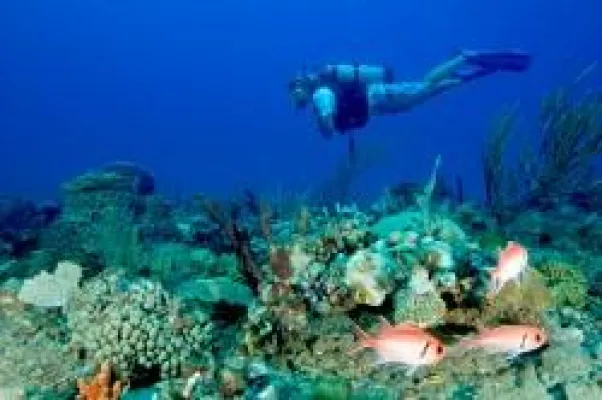 Bild: Nemo finden in der Karibik – Tauchen und Schnorcheln bei klarer Sicht