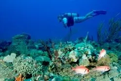 Bild: Nemo finden in der Karibik – Tauchen und Schnorcheln bei klarer Sicht