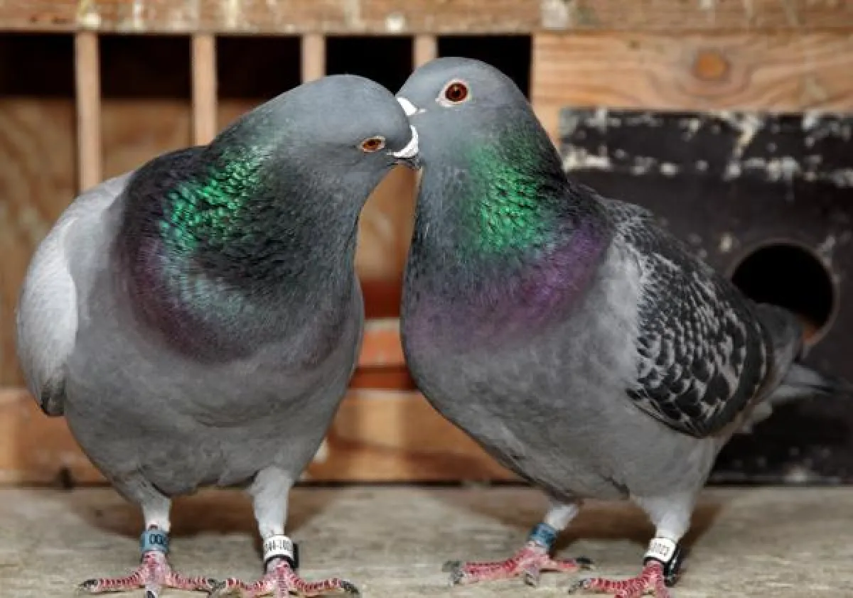Zwei Brieftauben in ihrer Zelle: der Vogel 