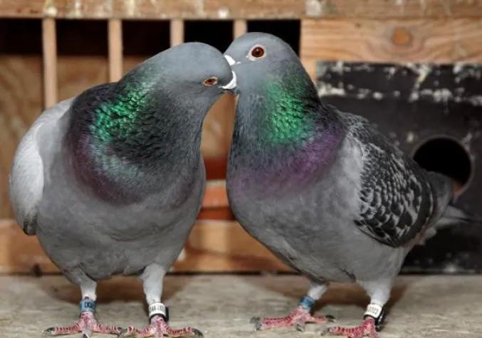 Bild: Brieftaubengeschichten-Wettbewerb neu ausgeschrieben