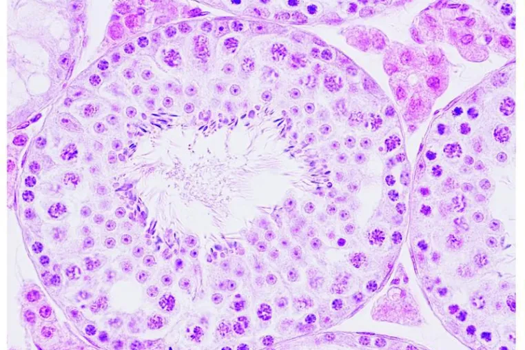 Bild: More functional DNA in mitochondria cures male infertility