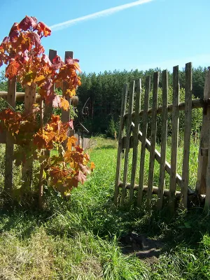 Bild: Goldener Herbst in Masuren