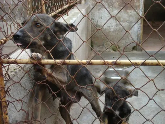 Bild: Tod und Elend für Straßentiere - Missbrauch des Tierschutzgesetzes in Bulgarien