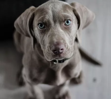 Bild: FFTIN Tierheimsponsoring: Kann ein Hund vegan ernährt werden?
