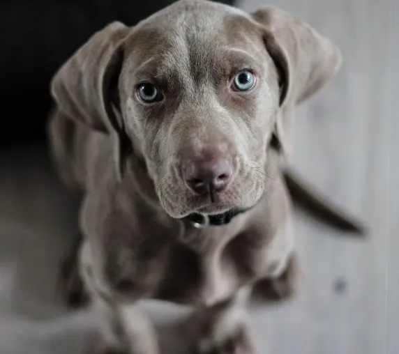 Bild: FFTIN Tierheimsponsoring: Kann ein Hund vegan ernährt werden?