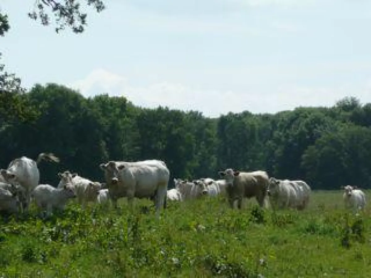 Bio Charolais Rinder von mycow.de Partner-Bauern in Mecklenburg