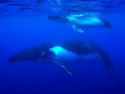 IWC-Tagung: WDSF fordert kompromissloses internationales Verbot des Walfangs Bild: IWC-Tagung: WDSF fordert kompromissloses internationales Verbot des Walfangs