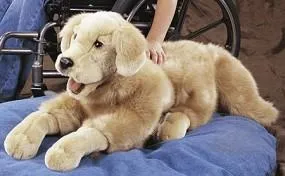 Bild: Organisation Canine Companions for Independence – Wenn ein Hund für Hoffnung steht
