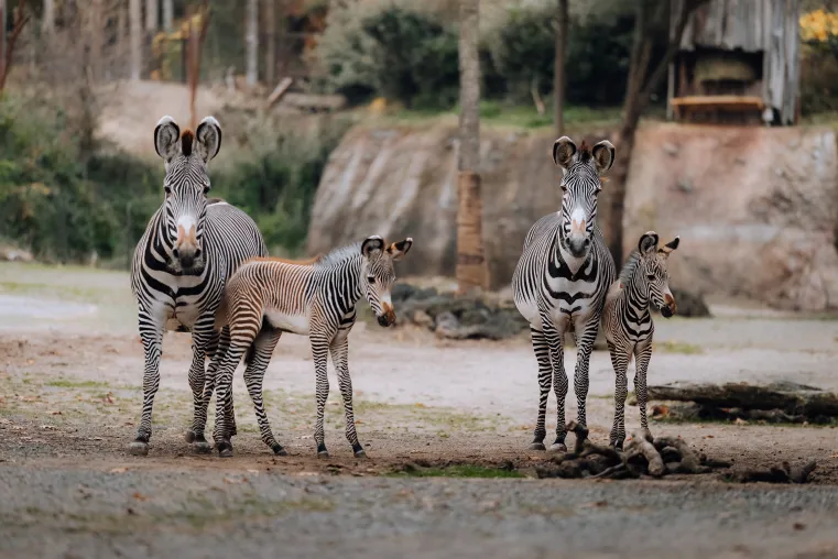 Bild: Alternde Zootiere gefährden langfristige Ziele im Artenschutz moderner Zoos