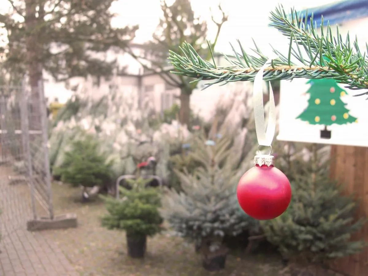 Baumverkauf der Pfadfinder