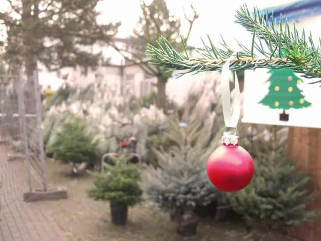 Bild: Weihnachtsbäume für den guten Zweck