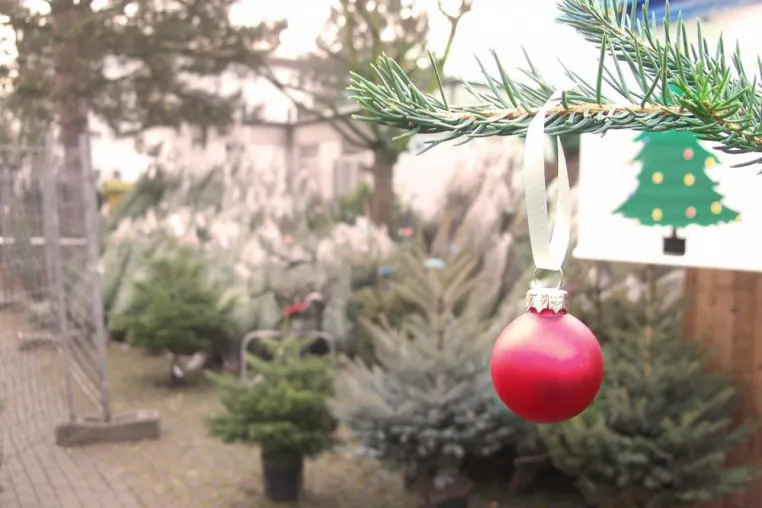 Bild: Weihnachtsbäume für den guten Zweck