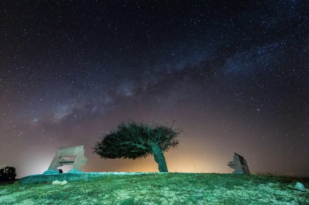 Brasiliens Foto des Monats: Arvore Cabelo Penteado („gut frisierter Baum“) in Luís Correia Bild: Brasiliens Foto des Monats: Arvore Cabelo Penteado („gut frisierter Baum“) in Luís Correia