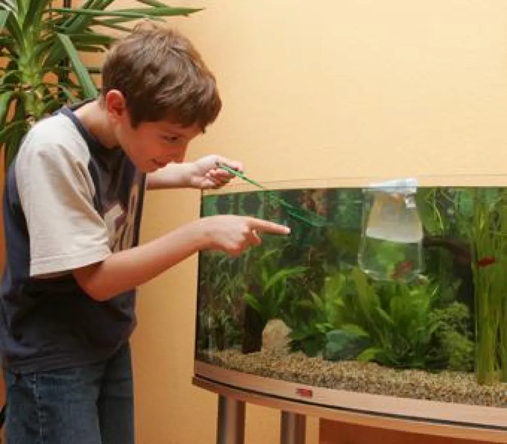 Der 13-jährige Lukas aus Essen hat vor zwei Jahren sein erstes Mittelamerika-Biotop eingerichtet und ist seitdem begeisterter Fisch-Fan.